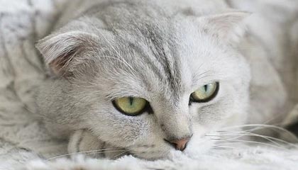 b体育娱乐-马赛客场逆袭，圣埃蒂安遭遇连败，圣埃蒂安队