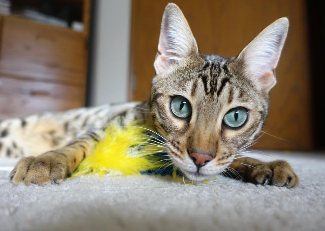 _勇士新战术催生胜利,三分雨不断_,勇士三分庆祝动作