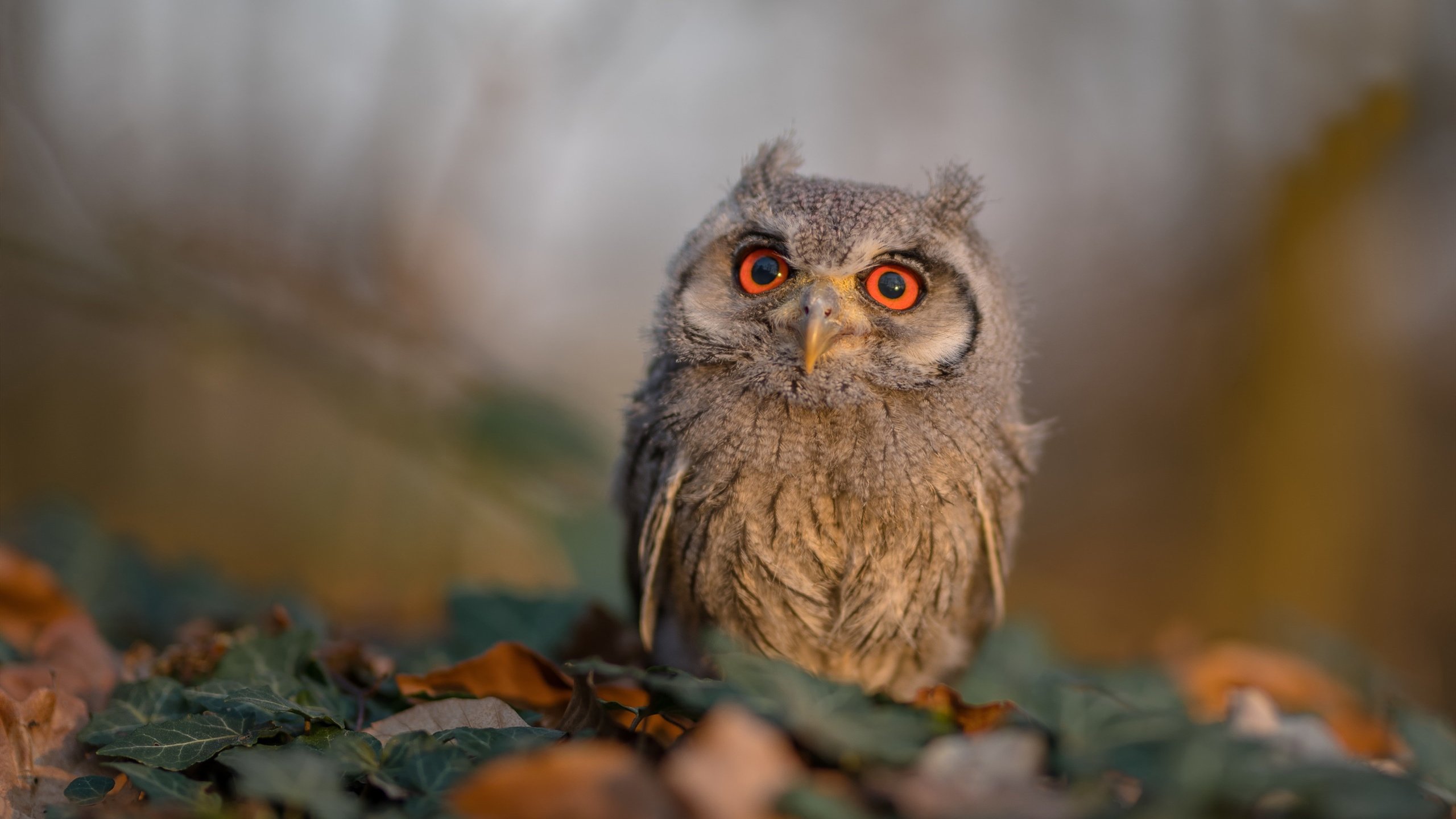 b体育官方网站-冬季冰上碰碰车，欢乐闯关新体验，冰上碰碰车怎么收费的