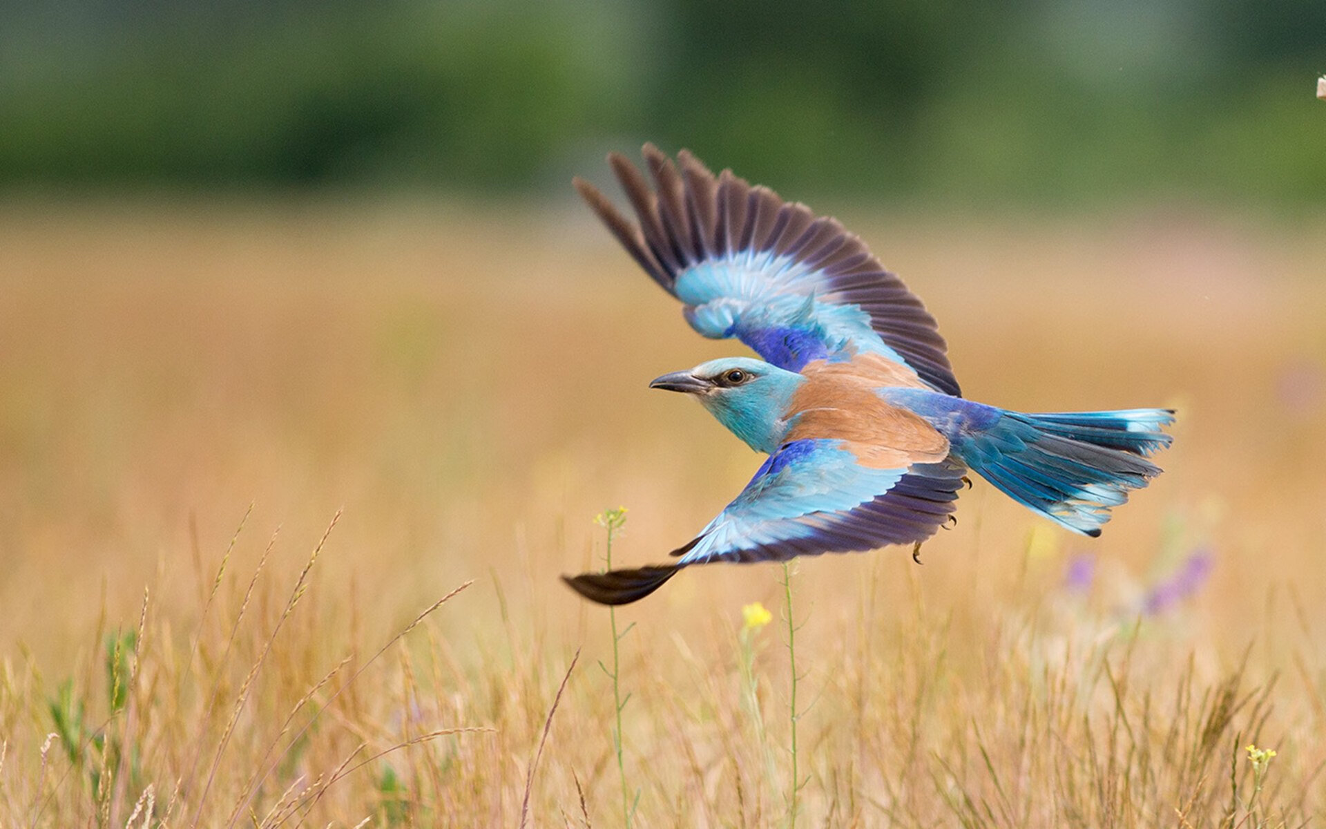 国际健美比赛,展现雕塑般的身材之巅,国际健美大赛视频