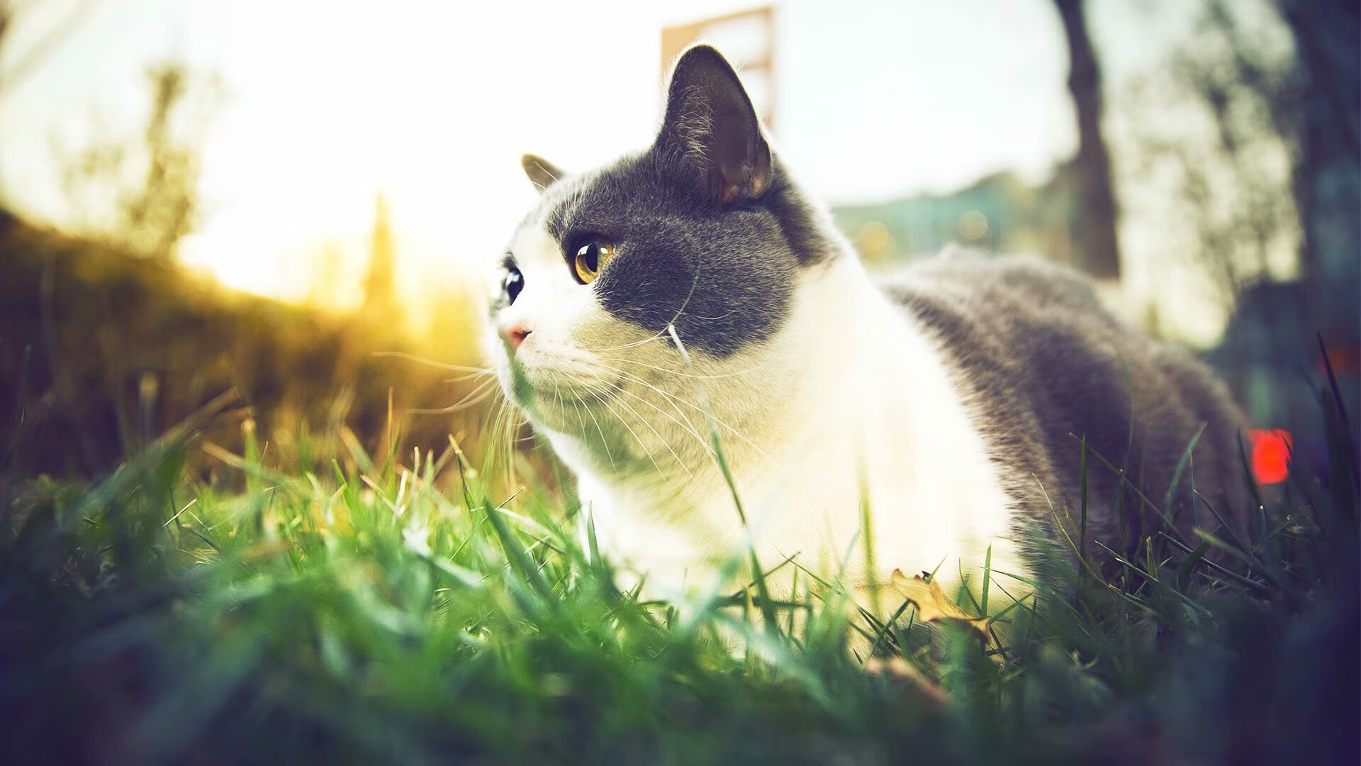 b体育娱乐-青少年足球“智造+创新”战略，从行业到全民运动全面铺开，青少年足球发展趋势