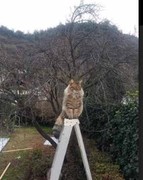 伊朗马术协会推出马术运动员健康管理系统,关注运动员身心健康。