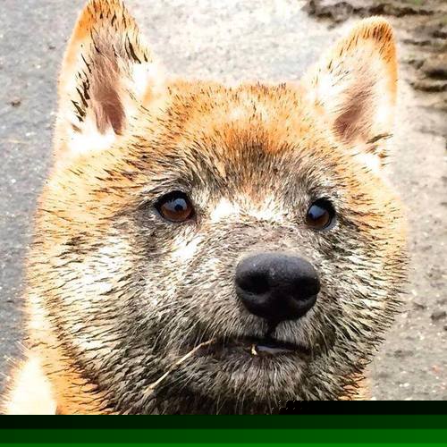 伊朗马术队在2024年巴黎奥运会上获得团体障碍赛银牌，时隔三年再获奖牌。