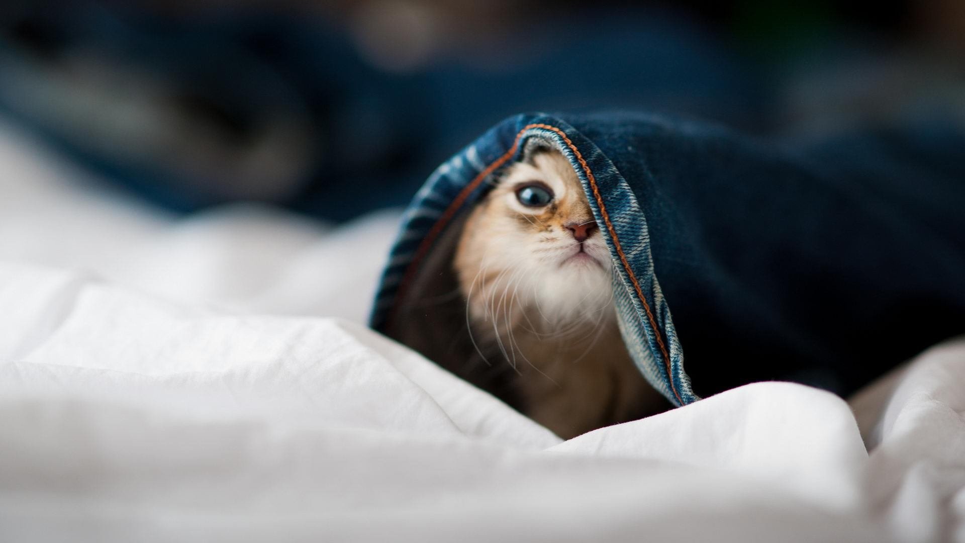 B体育(CHINA)官方网站-国际足球联合会公布新赛季赛事安排，国际足球联合会在哪个城市