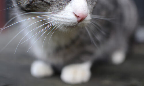 步行者险胜湖人,全明星赛前哨战中哈利伯顿双手暴扣点燃全场,哈里伯顿 nba