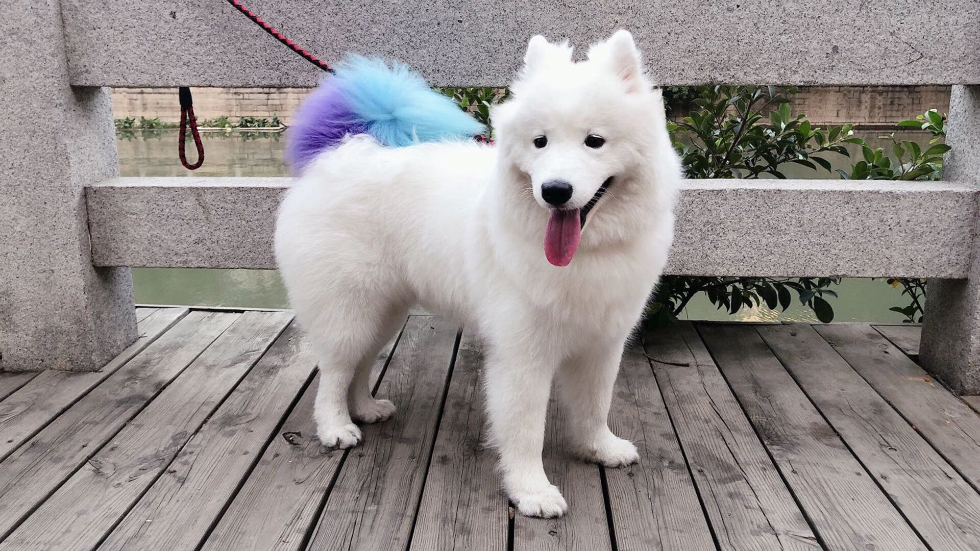 球员斗志昂扬，女足比赛赛场激情万丈，足球赛女足