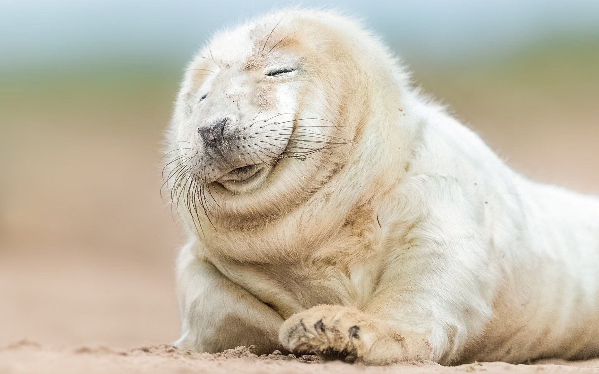 b体育娱乐-纽卡斯尔联攻击犀利，喜鹊军团期待冲冠，纽卡斯尔联队传奇球星