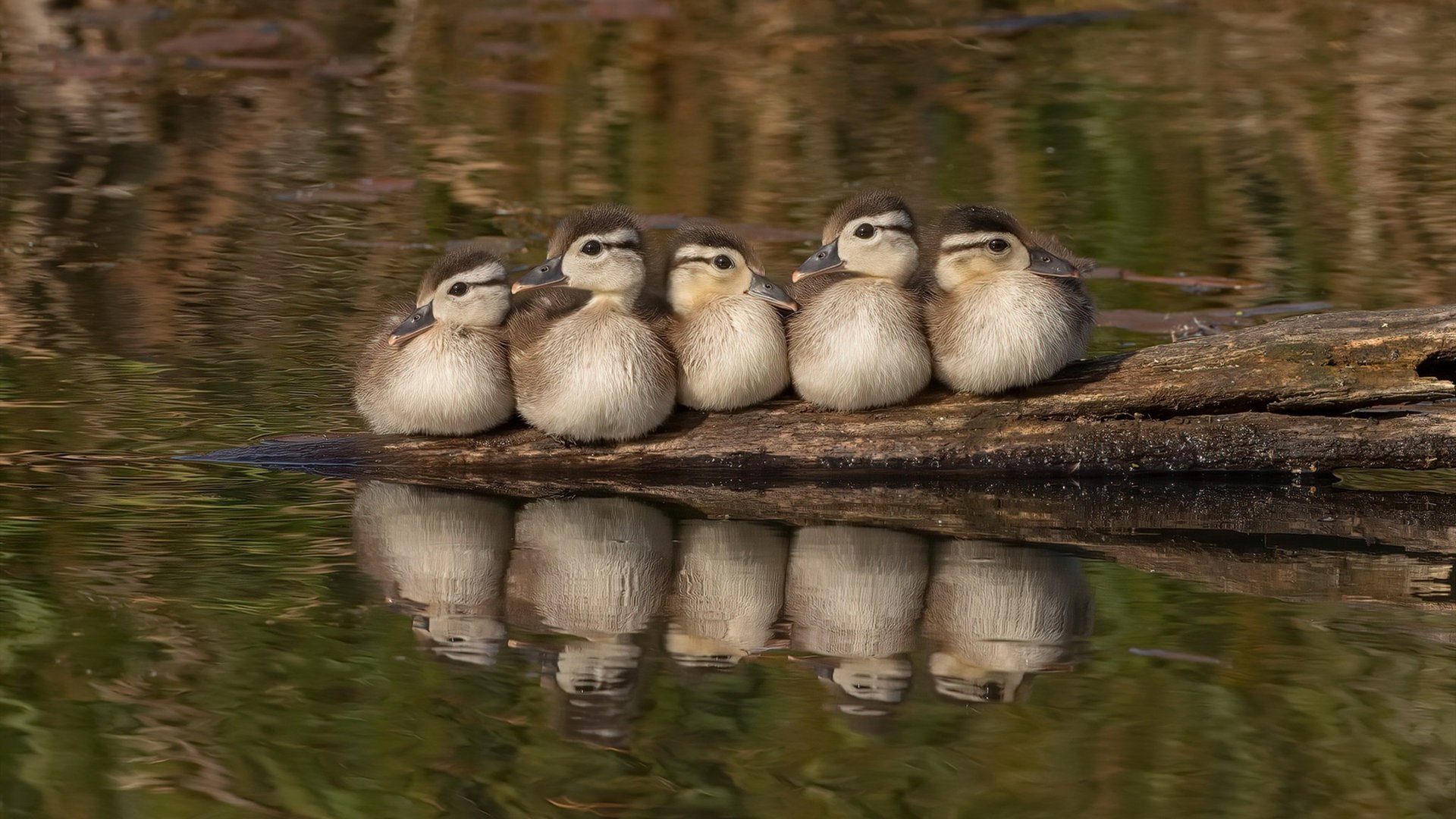 b体育平台-阿根廷青少年骑手理查德·基尔克高德在国际马术比赛中获得银牌，展现潜力。