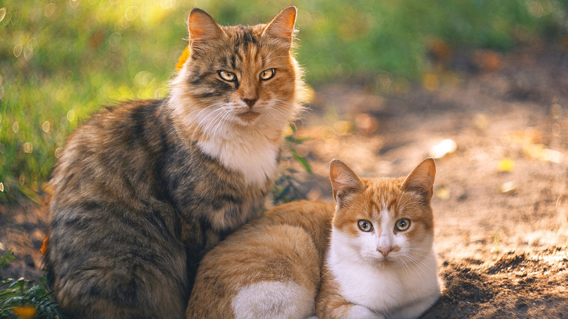 校园体育文化对学生心理健康促进,校园体育文化建设对于塑造大学生的健康体质和完整人格