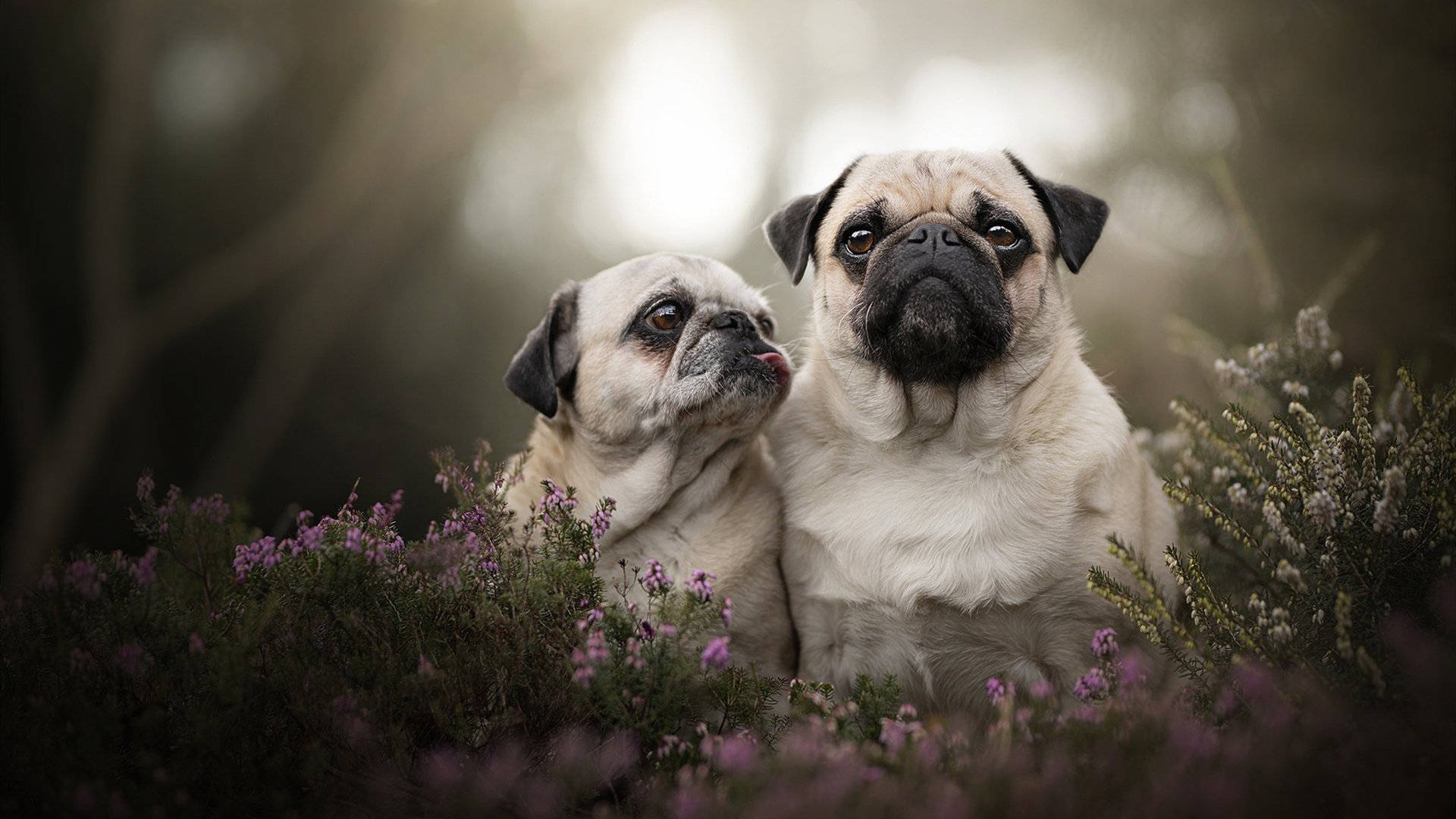 CBA球员合同管理规范化 保障职业发展,cba合同新规