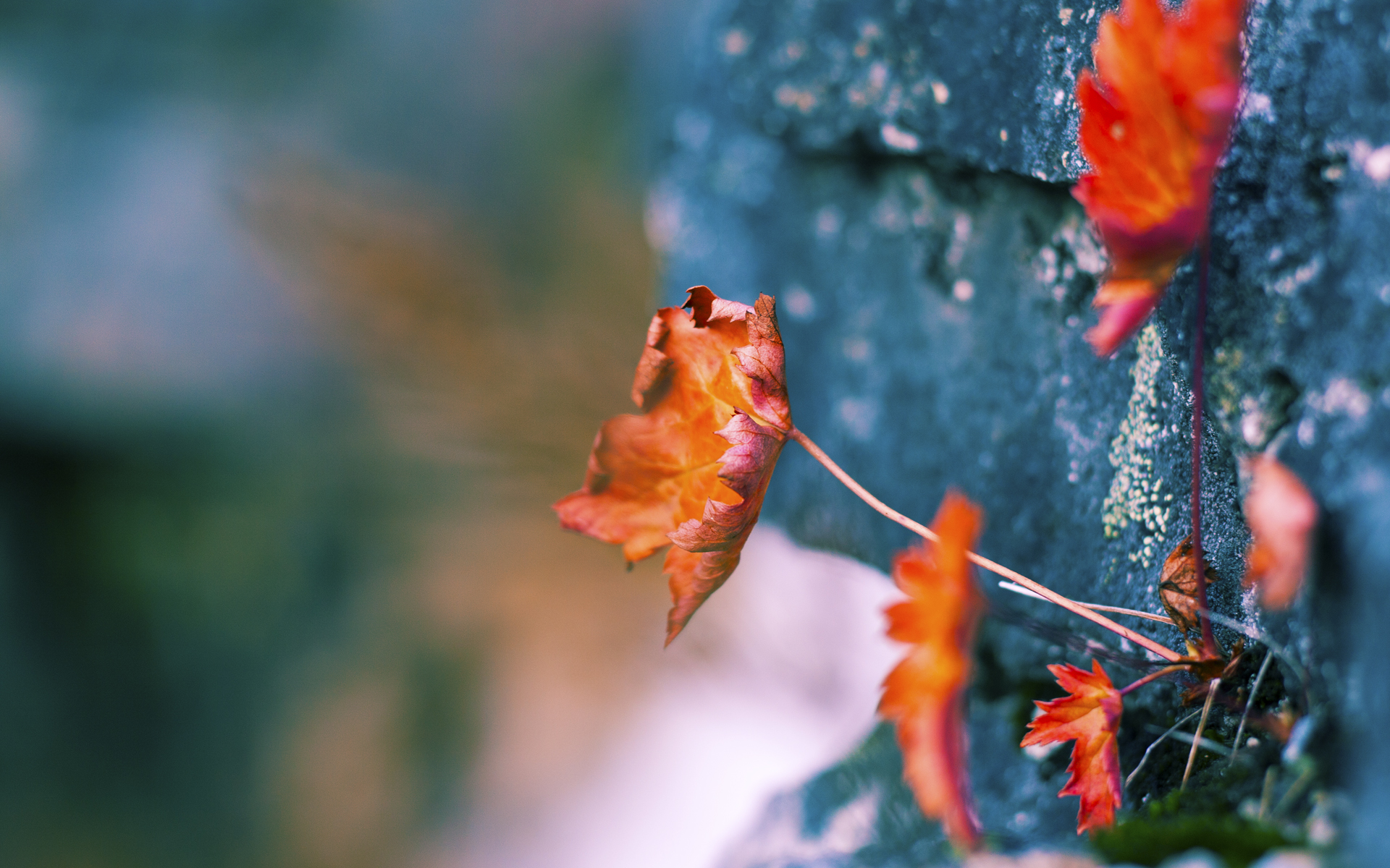 BSPORT 官网-“冲刺时刻！武汉马拉松赛场谁能成就辉煌？”