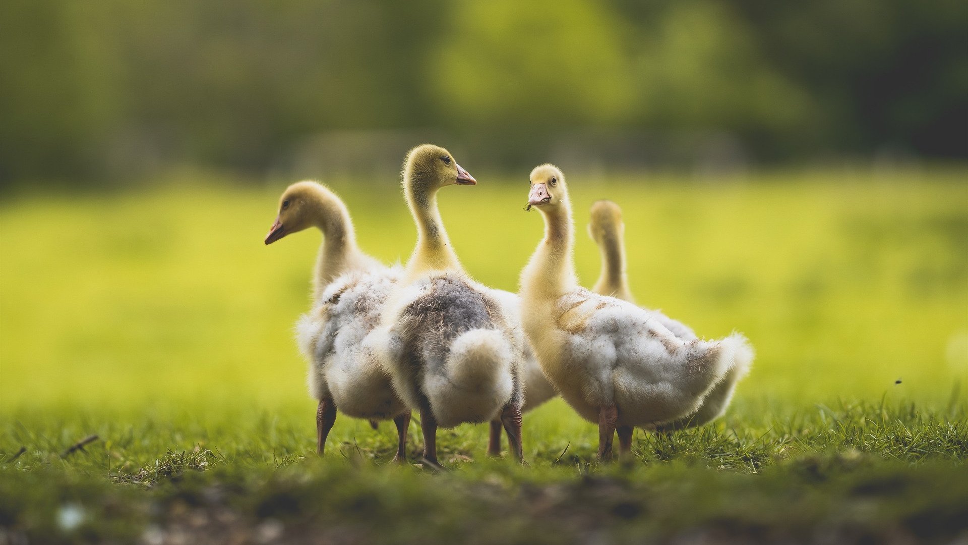 中国三人男篮备战世锦赛 注重团队配合，中国三人男篮备战世锦赛 注重团队配合吗