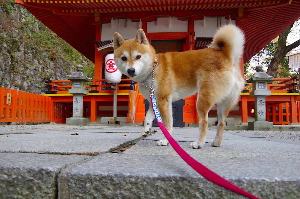 B体育中国官方平台-联盟中得分与节奏正相关的案例分析