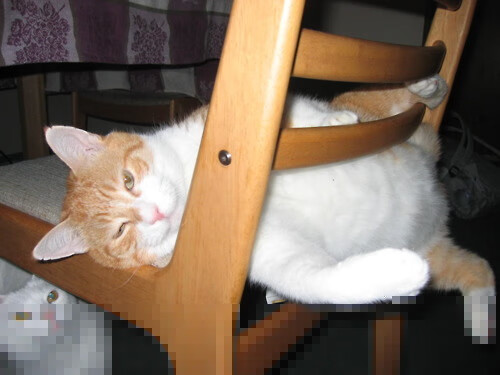 南非羚羊队：无论是攻防切换还是全员协作，他们始终占据主动，羚羊非洲