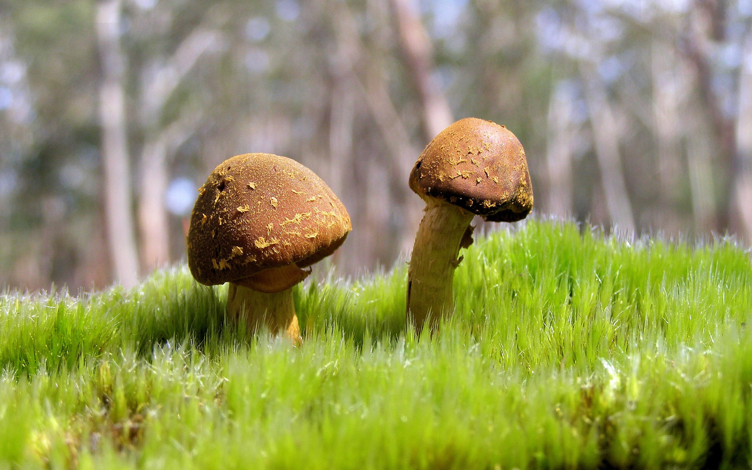 德甲速度爆发：瞬间快速突击引人入胜！，德甲打法