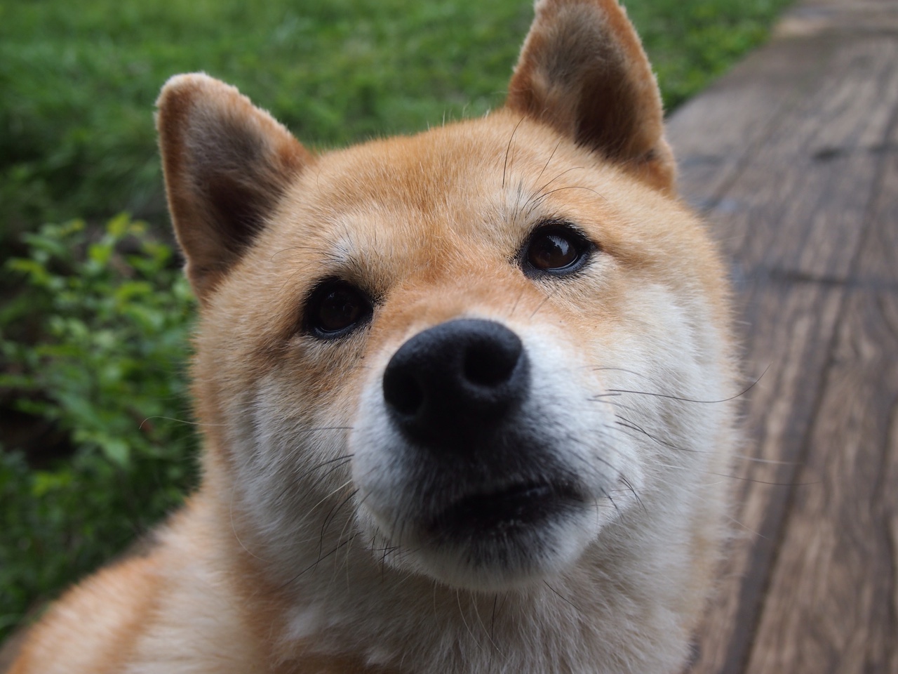 BSPORT 官网-独行侠签下海外锋线成焦点引热议，独行侠官方网站